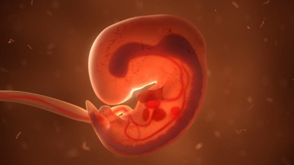 <b>子宫切除奇迹怀孕_子宫切除  生育,德阳卵巢早衰做供卵试管的成功率有多少，</b>