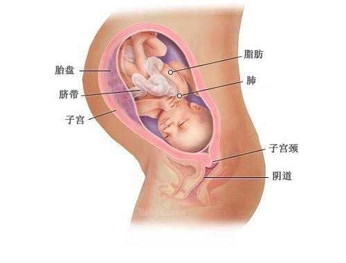 苏州试管供卵_锦州本地哪家医院可以申请供卵做三代试管婴儿？